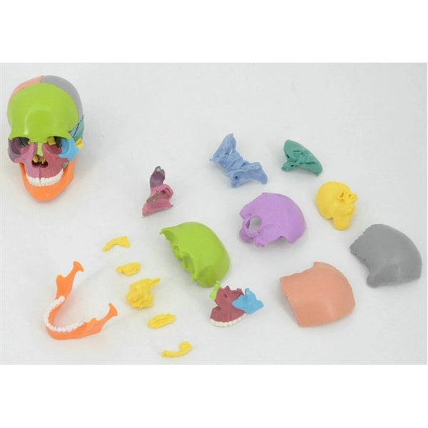 Detachable Colored Human Skull Model 15 parts