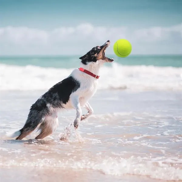 Multi color Beginner Training Pet Dog Massage Tennis Ball