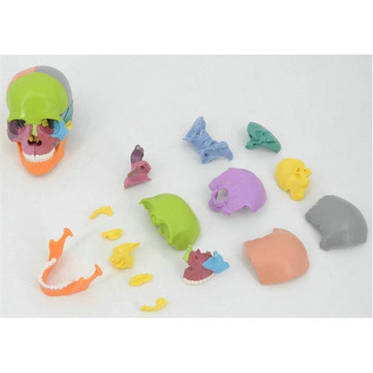 Detachable Colored Human Skull Model 15 parts