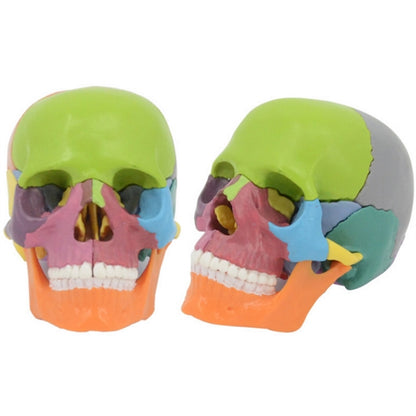 Detachable Colored Human Skull Model 15 parts