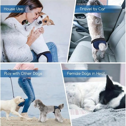 Female Dog Pants in Heat