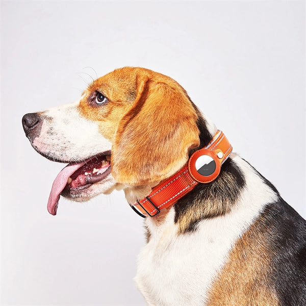 Dog Collar With Tag Holder Case