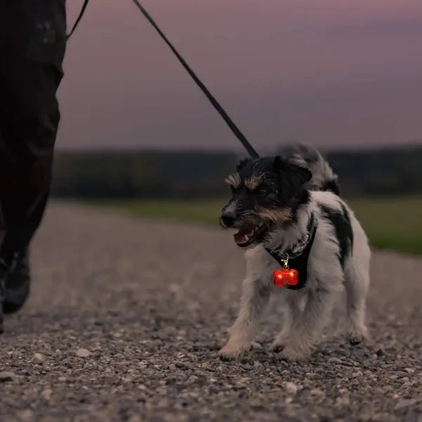 Dogs Collar LED Tag