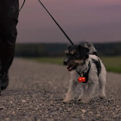 Dogs Collar LED Tag