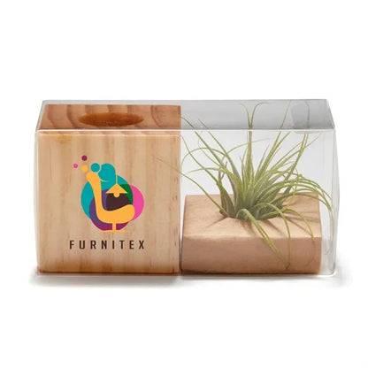 Air Plant