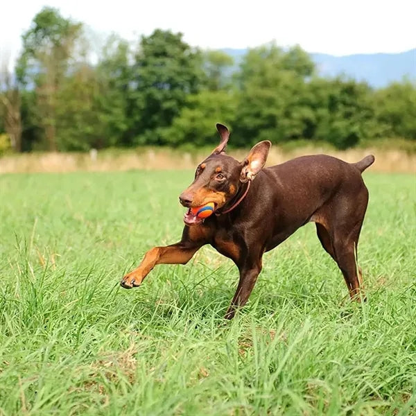 Ultra Ball Dog Toy