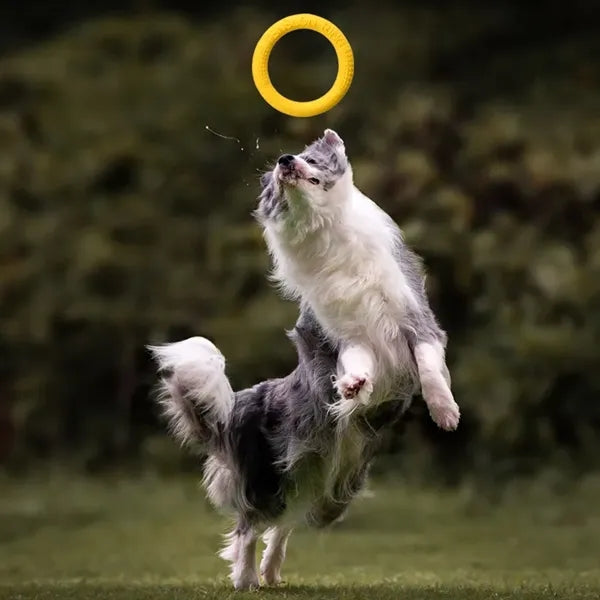 Dog Toy Bite-Resistant Pull Ring
