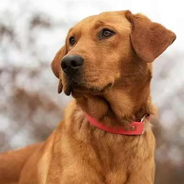 Customizable Pet Collar with Adjustable Strap and Logo