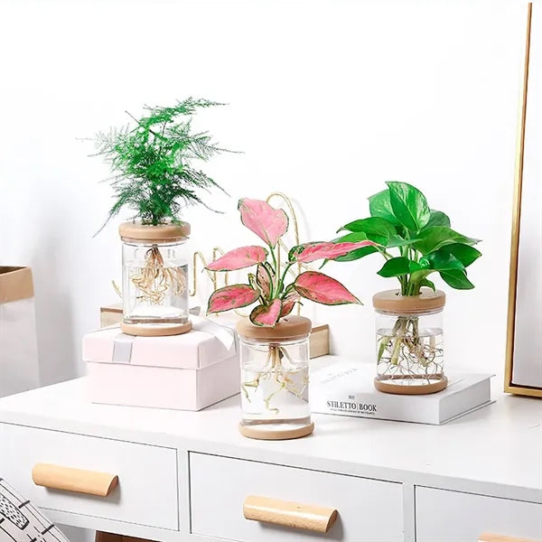 Transparent Plastic Hydroponic Planter